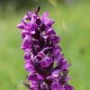 Dactylorhiza Majalis - Orchis De Mai Ou à Feuilles Larges -Jardin Plantes Boutique Dactylorhiza majalis 8893 1
