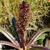 Eucomis Freckles - Eucomide Panachée 2 Eucomis Freckles - Eucomide Panachée -Jardin Plantes Boutique Eucomis Freckles V 5029 1