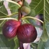 Figuier Violette Dauphine -Jardin Plantes Boutique Figuier Violette Dauphine 82814 1