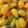 Goji Amber Sweet - Lycium Barbarum 1 Goji Amber Sweet - Lycium Barbarum -Jardin Plantes Boutique Goji Amber Sweet Lycium barbarum 84993 1