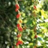 Goji Instant Success - Lycium Barbarum 1 Goji Instant Success - Lycium Barbarum -Jardin Plantes Boutique Goji Instant Success 78111 1