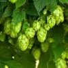 Houblon HOPS (Humulus) - Véritable Houblon De Brassage -Jardin Plantes Boutique Houblon HOPS Humulus Veritable houblon de brassage copyright 17596 1