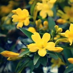 Jasmin - Jasminum Humile Revolutum