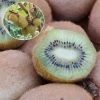 Kiwi Hayward (femelle) Bio 1 Kiwi Hayward (femelle) Bio -Jardin Plantes Boutique Kiwi Hayward femelle Bio 781299 1