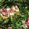 Chèvrefeuille, Lonicera Caprifolium 1 Chèvrefeuille, Lonicera Caprifolium -Jardin Plantes Boutique Lonicera caprifolium 771624 1
