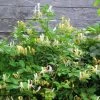 Chèvrefeuille Du Japon Sweet Isabel - Lonicera Japonica -Jardin Plantes Boutique Lonicera japonica Sweet Isabel 87790 1