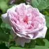 Rosier David Austin Mary Rose 1 Rosier David Austin Mary Rose -Jardin Plantes Boutique MARY ROSE 657842 1