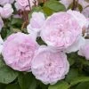 Rosier David Austin Olivia Rose Austin 2 Rosier David Austin Olivia Rose Austin -Jardin Plantes Boutique Olivia Rose Austin 712922 1
