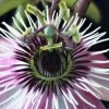 Passiflore - Passiflora Eden -Jardin Plantes Boutique Passiflore Passiflora Eden copyright 1010991 1
