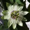 Passiflore - Passiflora White Lightening -Jardin Plantes Boutique Passiflore Passiflora White Lightening copyright 1009201 1