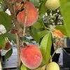 Pêcher Nain Fruit Me Peach Me Red 2 Pêcher Nain Fruit Me Peach Me Red -Jardin Plantes Boutique Pecher nain Fruit me Peach me Red IF 16269 1