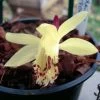 Pleione Forrestii -Jardin Plantes Boutique Pleione forestii 1178 1