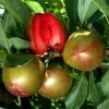 Pluot Flavor Supreme -Jardin Plantes Boutique PluotFlavor Supreme 79219 1