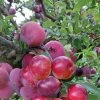 Pluot Pink Candy - Prunus Pluot -Jardin Plantes Boutique PluotPink Candy 78217 1