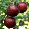 Pluot Purple Candy - Prunus Pluot -Jardin Plantes Boutique PluotPurple Candy 79221 1