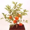 Pommier Nain Garden Sun Red -Jardin Plantes Boutique Pommier nain Garden Sun Red 78322 1