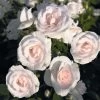 Rosier Couvre-sol Aspirin Rose 1 Rosier Couvre-sol Aspirin Rose -Jardin Plantes Boutique Rosa Aspirin Rose en racines nues 85508 2