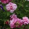 Rosier Ancien Old Blush 2 Rosier Ancien Old Blush -Jardin Plantes Boutique Rosa Old Blush China 82391 1