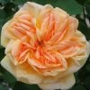 Rosier Grimpant Alchymist -Jardin Plantes Boutique Rosier Alchymist 82263 1