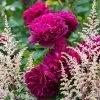 Rosier David Austin Darcey Bussel -Jardin Plantes Boutique Rosier David Austin Darcey Bussel 81365 1 1