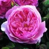 Rosier David Austin The Alnwick Rose -Jardin Plantes Boutique Rosier David Austin The Alnwick Rose en racines nues 84568 1