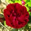 Rosier Grimpant Red Eden Rose 1 Rosier Grimpant Red Eden Rose -Jardin Plantes Boutique Rosier Grimpant a grandes fleurs Red Eden Rose EricTabarly 71279 1