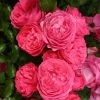 Rosier Patio Rose Moin Moin -Jardin Plantes Boutique Rosier PATIO ROSE Moin Moin 888980 1