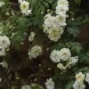 Rosier Liane Sander's White Rambler -Jardin Plantes Boutique Rosier Sander s White Rambler 57074 1