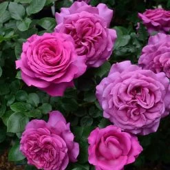 Rosier à Grandes Fleurs Chartreuse De Parme