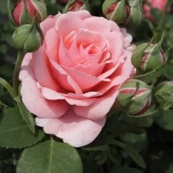 Rosier à Grandes Fleurs Elaine Paige