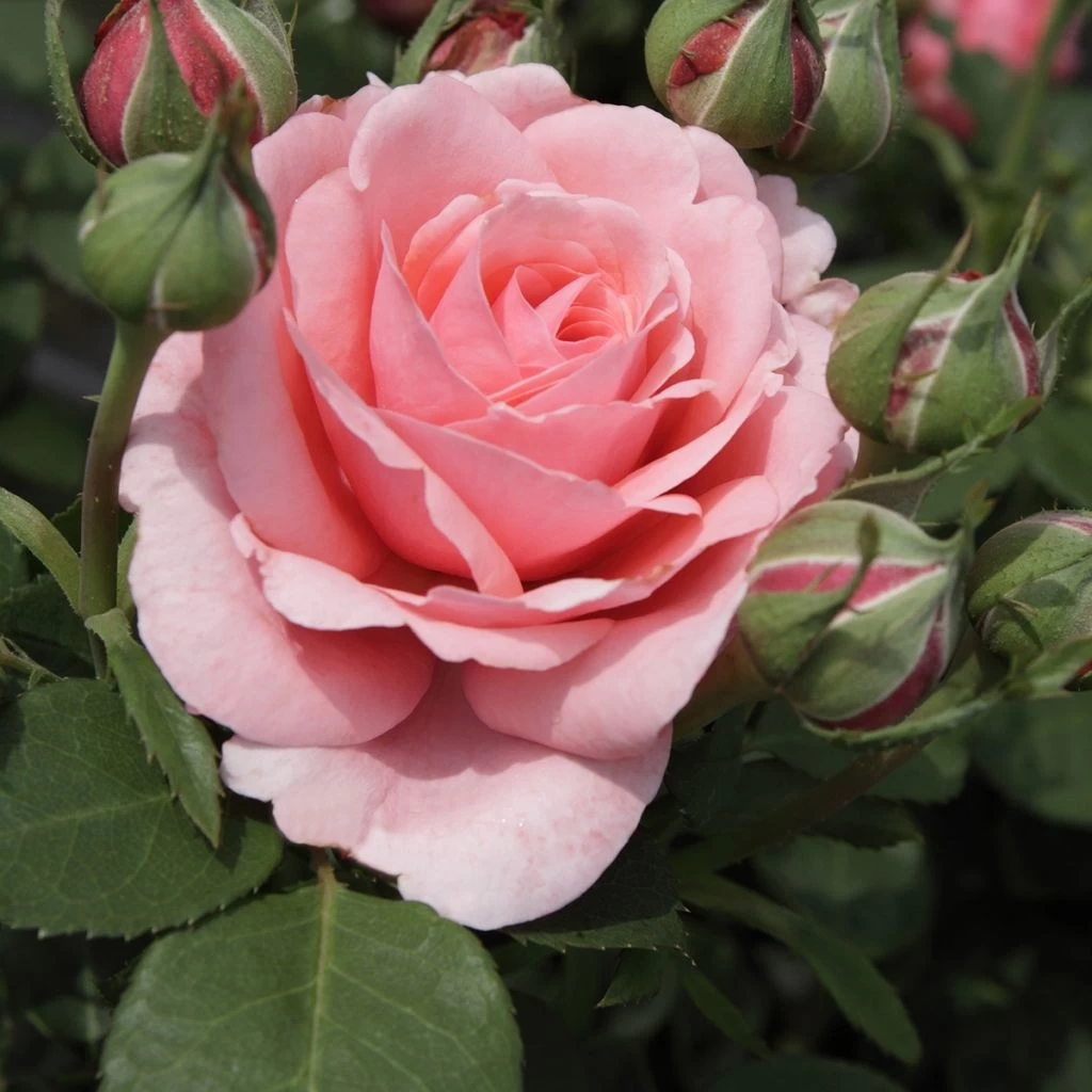 Rosier à Grandes Fleurs Elaine Paige 3 Rosier à Grandes Fleurs Elaine Paige