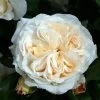 Rosa Kosmos -Jardin Plantes Boutique Rosier a massif Kosmos IF 17115 1