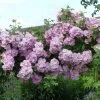 Rosier Liane Blush Rambler - Rose Ancienne -Jardin Plantes Boutique Rosier ancien Blush Rambler 81566 1