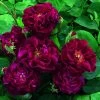 Rosier Ancien Tuscany Superb -Jardin Plantes Boutique Rosier ancien Tuscany 66559 1