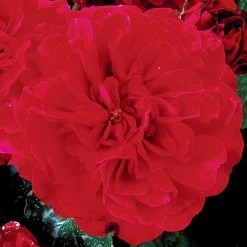 Rosier Anglais English Legend Hamlet