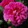 Rosier David Austin Princess Anne -Jardin Plantes Boutique Rosier anglais Princess Anne 66550 2