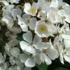Rosier Arbustif White Magic -Jardin Plantes Boutique Rosier arbustif White Magic IF 18663 1