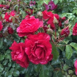 Rosier Couvre-sol Rigo Rotilia