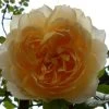 Rosier Grimpant Ginger Syllabub -Jardin Plantes Boutique Rosier grimpant Ginger Syllabub 82281 1