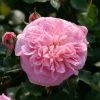 Rosier Grimpant May Queen -Jardin Plantes Boutique Rosier grimpant May Queen 82283 1