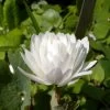 Sanguinaria Canadensis Flore Pleno - Sanguinaire 2 Sanguinaria Canadensis Flore Pleno - Sanguinaire -Jardin Plantes Boutique Sanguinaria canadensis florepleno ld weisserstier 8474 1