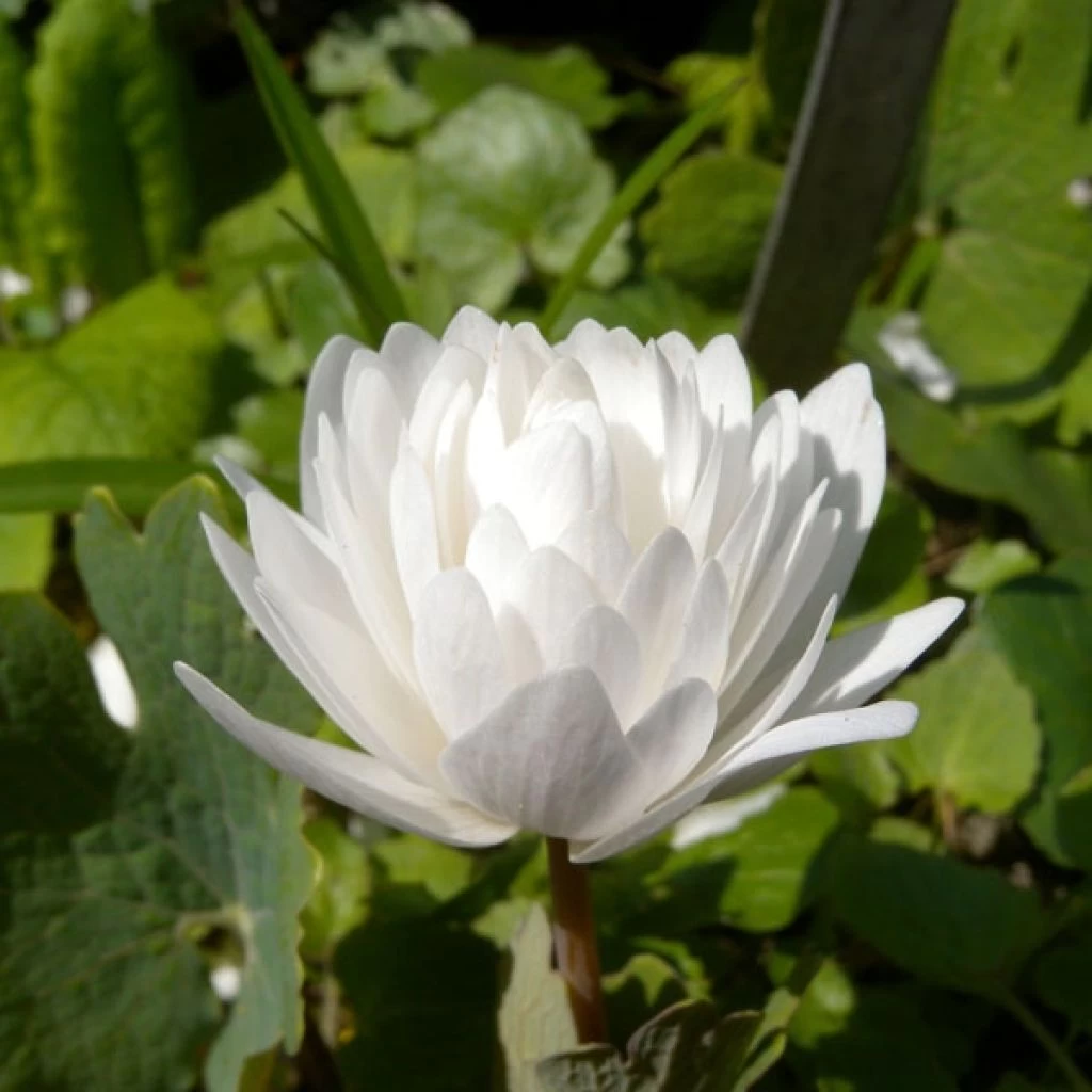 Sanguinaria Canadensis Flore Pleno - Sanguinaire 3 Sanguinaria Canadensis Flore Pleno - Sanguinaire
