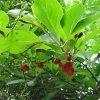 Schisandra Chinensis - Baie Aux 5 Saveurs -Jardin Plantes Boutique Schisandra chinensis 78361 1