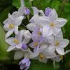 Solanum Jasminoides Bleu - Morelle Faux-jasmin -Jardin Plantes Boutique Solanum jasminoides Bleu 83508 1
