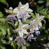 Solanum Jasminoides - Morelle Faux Jasmin 2 Solanum Jasminoides - Morelle Faux Jasmin -Jardin Plantes Boutique Solanum jasminoides Morelle faux jasmin copyright 182781 1