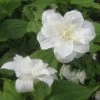 Trillium Grandiflorum Flore Pleno - Trille Blanc à Fleurs Doubles -Jardin Plantes Boutique Trillium grandiflorum Flore Pleno ld 5017 2