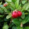 Canneberge - Cranberry - Vaccinium Macrocarpon 2 Canneberge - Cranberry - Vaccinium Macrocarpon -Jardin Plantes Boutique Vaccinium macrocarpon 78409 1