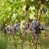 Vigne Cabernet Franc -Jardin Plantes Boutique Vigne Cabernet Franc 78366 1