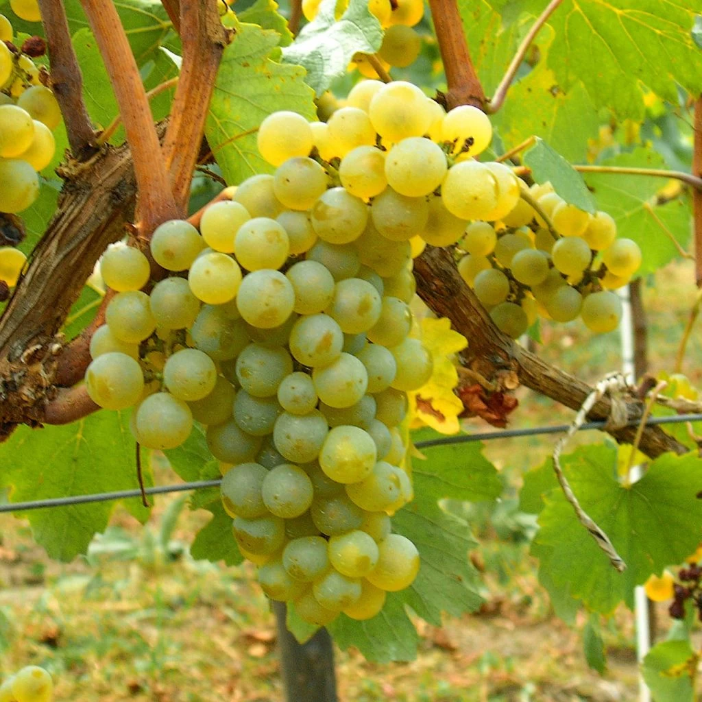 Vigne Chardonnay 3 Vigne Chardonnay