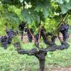 Vigne Merlot 2 Vigne Merlot -Jardin Plantes Boutique Vigne Merlot 78375 1